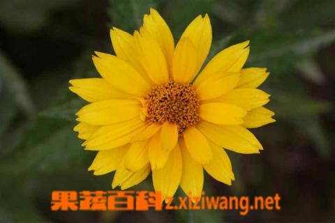 黄花的营养价值（黄花的营养价值是什么）