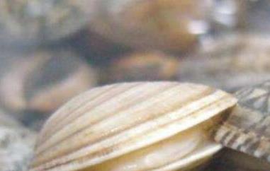 花蛤去沙小技巧 花蛤去沙小技巧加香油