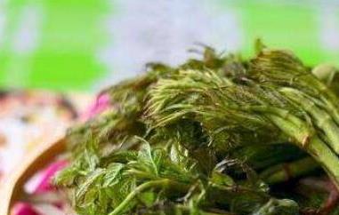 刺老芽的食用方法和功效（刺老芽 功效）