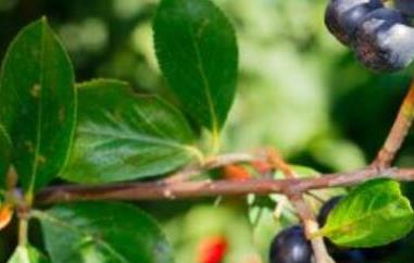 蓝莓叶茶的功效与作用（蓝莓叶茶的功效与作用是什么）