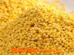 大黄米和小米的区别 大黄米和小米的区别图片