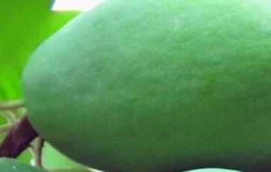 中药光木瓜的功效与作用（中药光木瓜和皱木瓜药效区别）