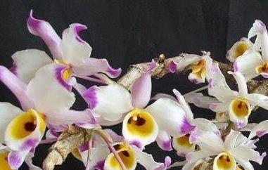 大苞鞘石斛的功效与作用（大苞鞘石斛食用价值）