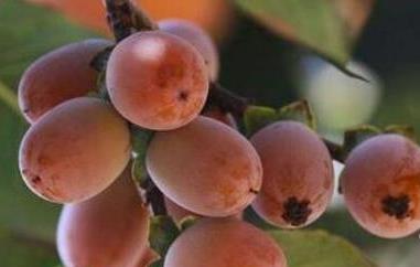 小柿子软枣的功效与作用 小柿子软枣的功效与作用及禁忌