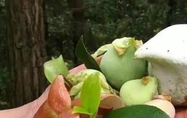 茶泡果的功效与作用 茶泡果的功效与作用及禁忌