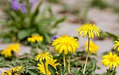 婆婆丁花泡水喝的功效与作用（婆婆丁花有什么功效与作用）