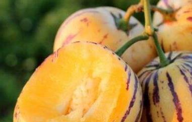 吃人参果的好处和禁忌事项（吃人参果的好处和禁忌事项有哪些）