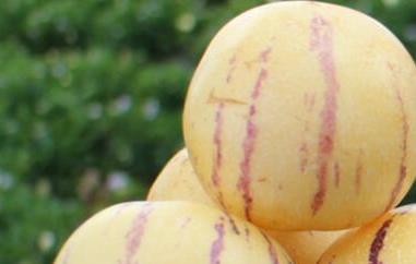 香瓜茄怎么吃 香瓜茄怎么吃法