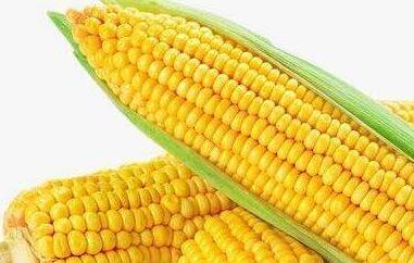 吃玉米的好处和坏处（早餐吃玉米的好处和坏处）