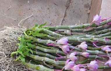 玫瑰石斛怎么吃（玫瑰石斛怎么吃效果最好）