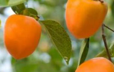 柿子和什么不能一起吃（树上结的柿子和什么不能一起吃）