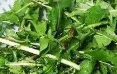 癌症最怕的三种野菜（癌症最怕的三种野菜苦菜）