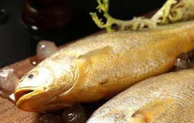 白姑鱼和黄花鱼的区别（白姑鱼和黄花鱼的区别是什么）