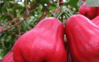 洋蒲桃怎么吃（洋蒲桃怎么吃效果好）