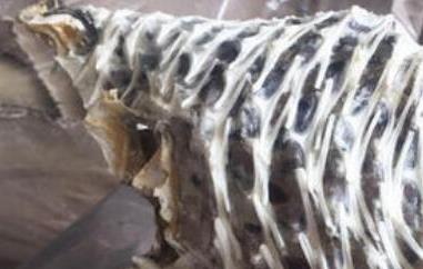 刺龟皮如何去刺（刺龟皮如何去刺视频）