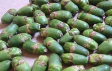 槟榔有什么作用（槟榔有什么作用和功效）