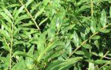 叠鞘石斛在家怎么养 叠鞘石斛如何在家养殖?