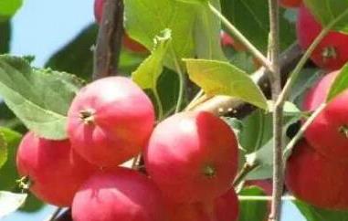 小沙果的功效与作用（小沙果的功效与作用及禁忌）