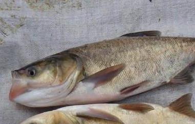 鳙鱼和鲢鱼的区别（鳙鱼和鲢鱼的区别怎么读）