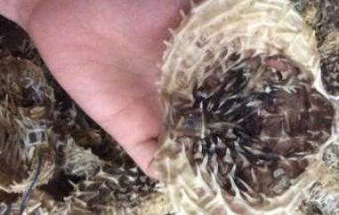 刺鱼皮的功效和作用(刺龟鱼皮的功效)