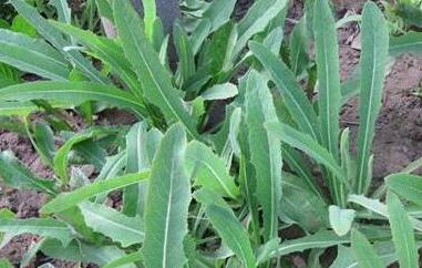 杀死癌细胞最狠的野菜（杀死癌细胞最狠的野菜蒲公英）