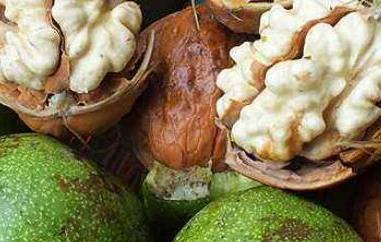 野核桃皮的功效与作用及禁忌（野核桃皮的药用价值）