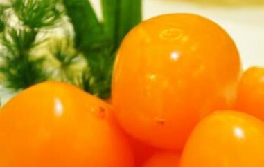 黄柿子的功效与作用（黄柿子的功效与作用禁忌）