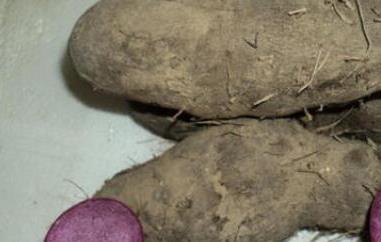 大薯与毛薯的区别 毛薯和大薯有什么不一样