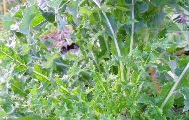 花叶滇苦菜能不能吃 花叶滇苦菜能不能吃下去