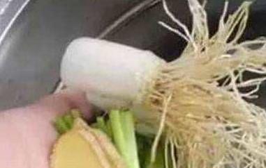 葱须煮水的功效与作用（葱白葱须煮水的功效与作用）