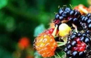 黑泡果的功效与作用 黑泡果的功效与作用图片