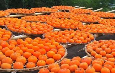 月柿的功效与作用（柿子叶的功效与作用）