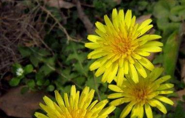 蒲公英花的功效与作用及食用方法（蒲公英花的功效与作用及食用禁忌）