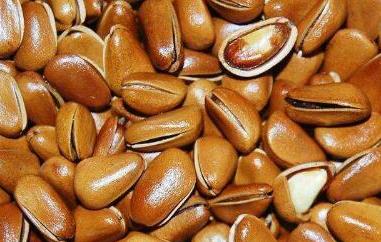 松子皮的功效与作用(松子皮的功效与作用及禁忌)