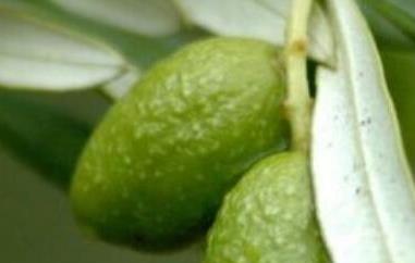 青果泡水的功效与作用（青果泡水的功效与作用结肠炎能喝青果泡水喝吗）