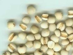 薏苡仁的功效与作用及食用方法 薏苡仁的功效和作用及食用方法