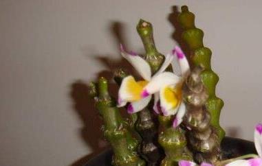 肿节石斛的功效与作用 肿节石斛吃法