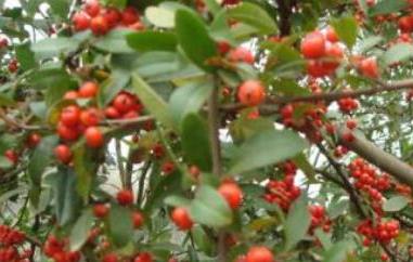 沙棘红果的功效与作用（沙棘红果的功效与作用禁忌）