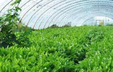 春天种植什么蔬菜好 春天种植什么蔬菜好养活