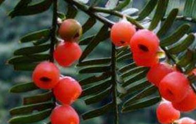 红豆果的功效与作用 红豆果的功效与作用是什么