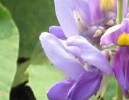 白葛花的作用与功效（白葛花的作用与功效与作用）