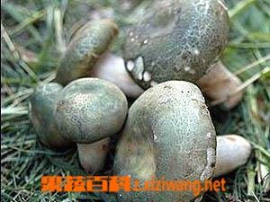 青头菌的营养价值和吃法 青头菌的营养价值及功效