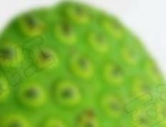 鲜莲子枸杞粥(莲子枸杞煮粥功效)