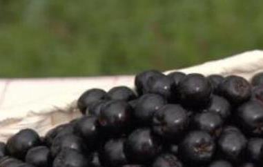 黑果花椒的功效与作用及禁忌 黑花椒可吃吗