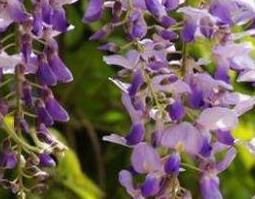 白葛花与紫葛花的区别 白葛花与紫葛花的区别图