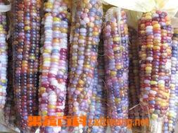 琉璃玉米 七彩琉璃玉米