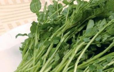 豆瓣菜的功效与作用 豆瓣菜的功效与作用及禁忌