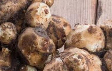 洋芋头的功效与作用及禁忌（洋芋头的功效与作用及禁忌症）