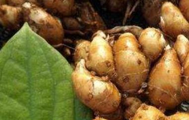 沙姜是啥东西（沙姜是啥东西哪里有卖的）