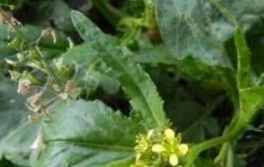 苦油菜的功效与作用（苦油菜的功效与作用及食用方法）